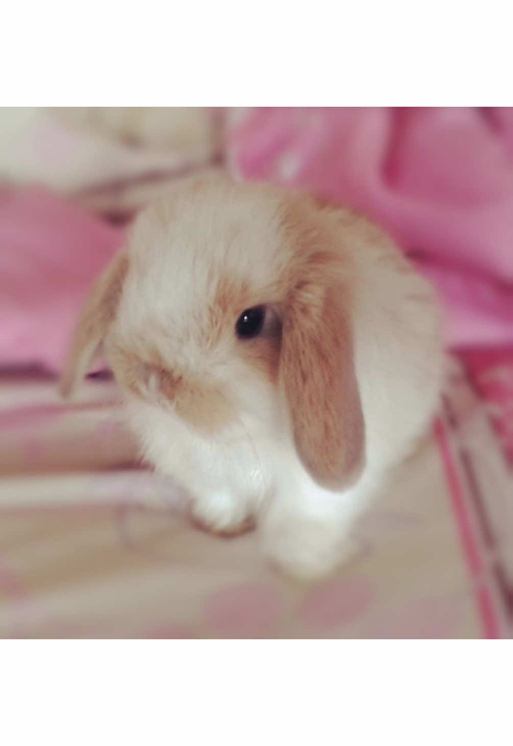@kieraLynnie🎶💤🐈⬛