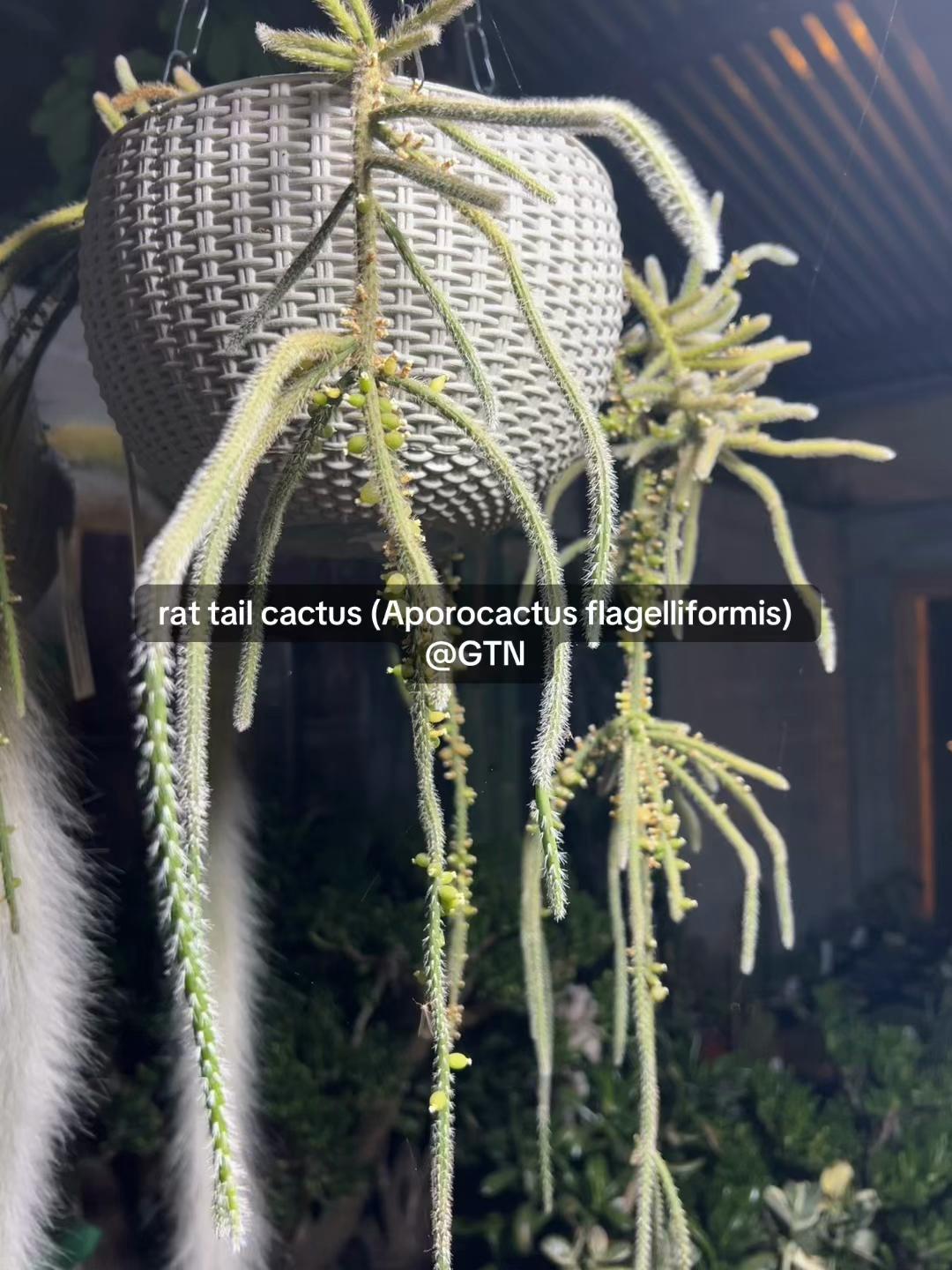 @Green Tara nursery(Nurseryman)