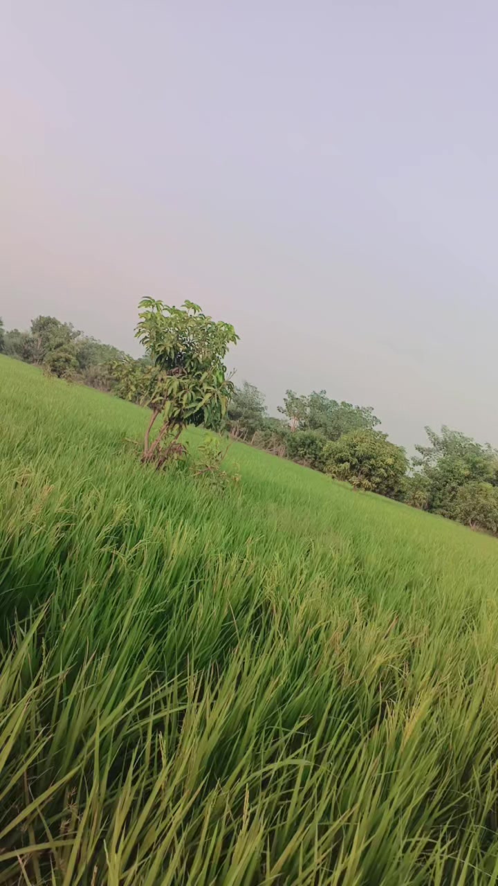 @@Ranashaniii