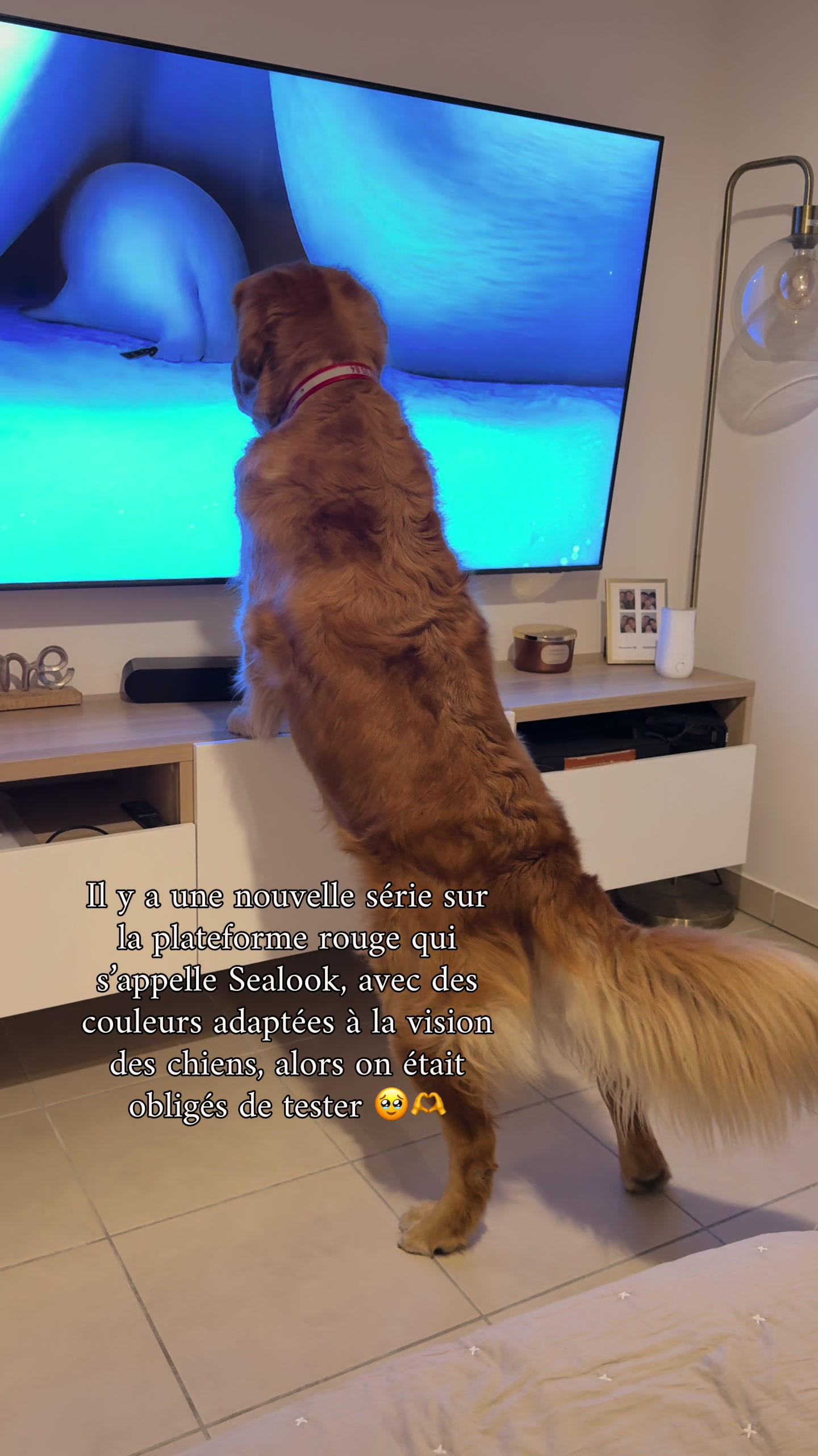 @Uggy Le Golden 🐶