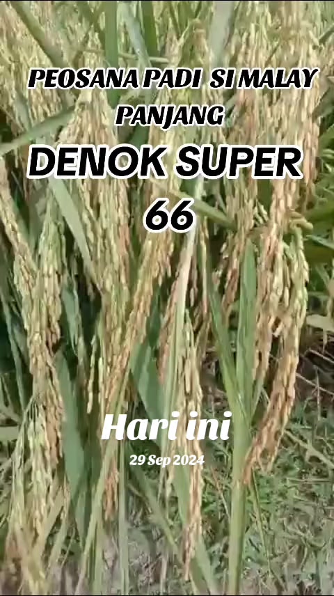 @PT. BHD INDONESIA