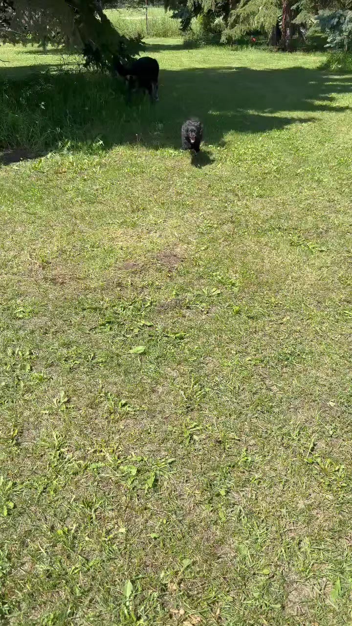 @Awesome Pawsome Ranch