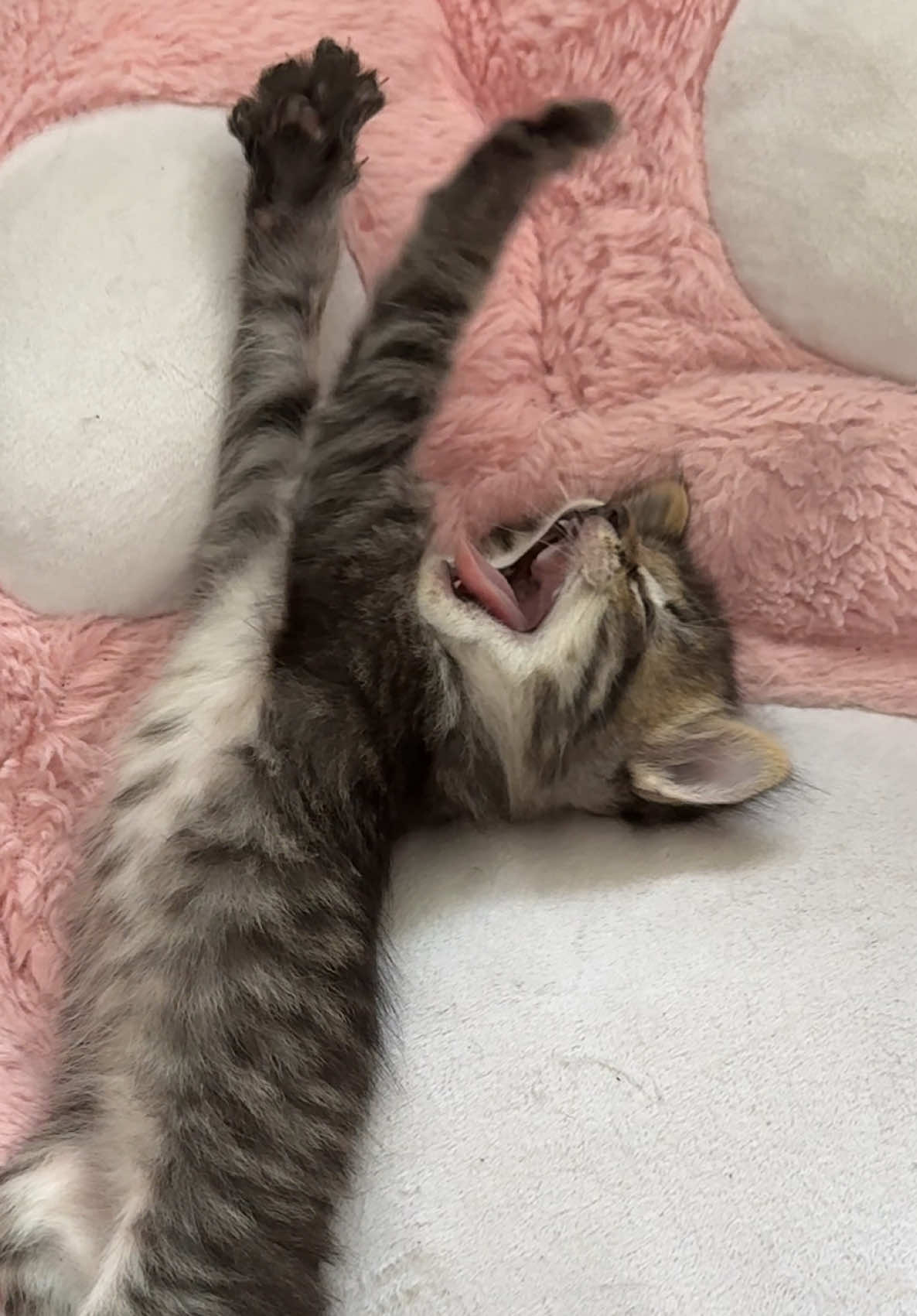 @Mia kittens