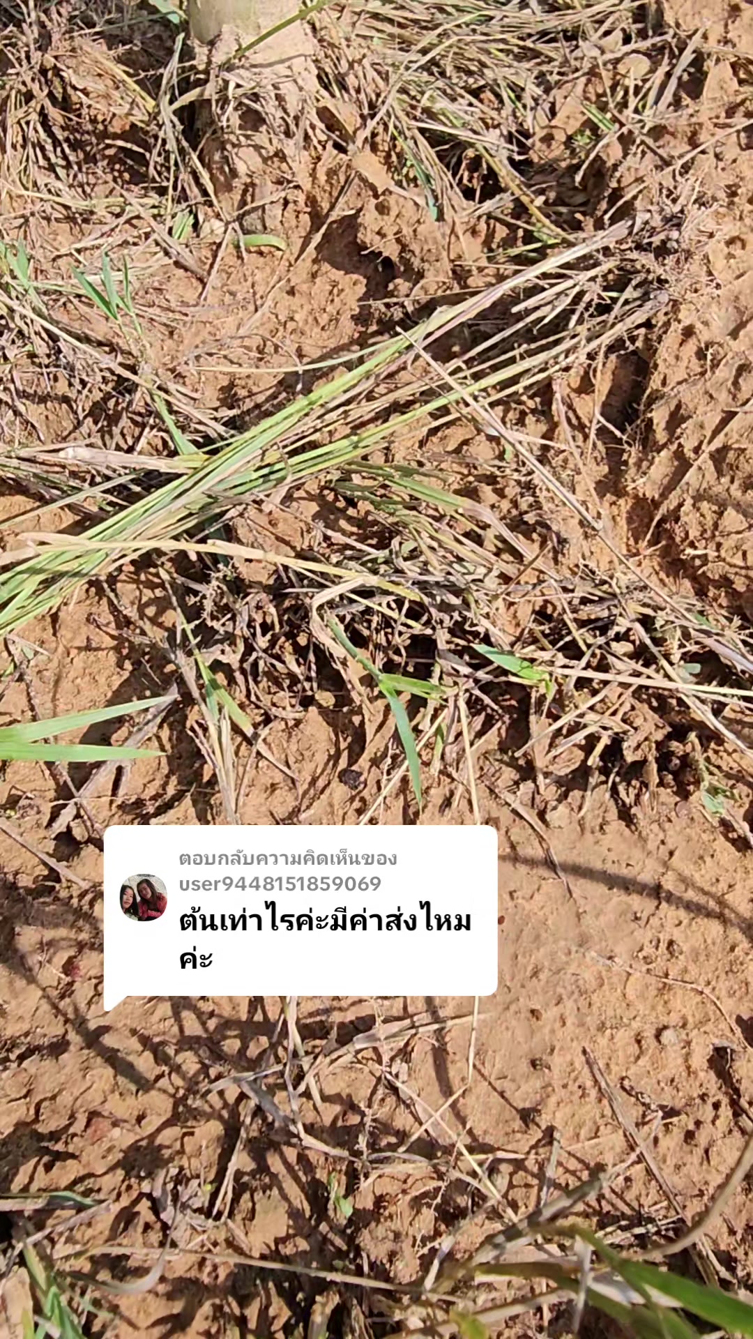 @นัดดาชอป