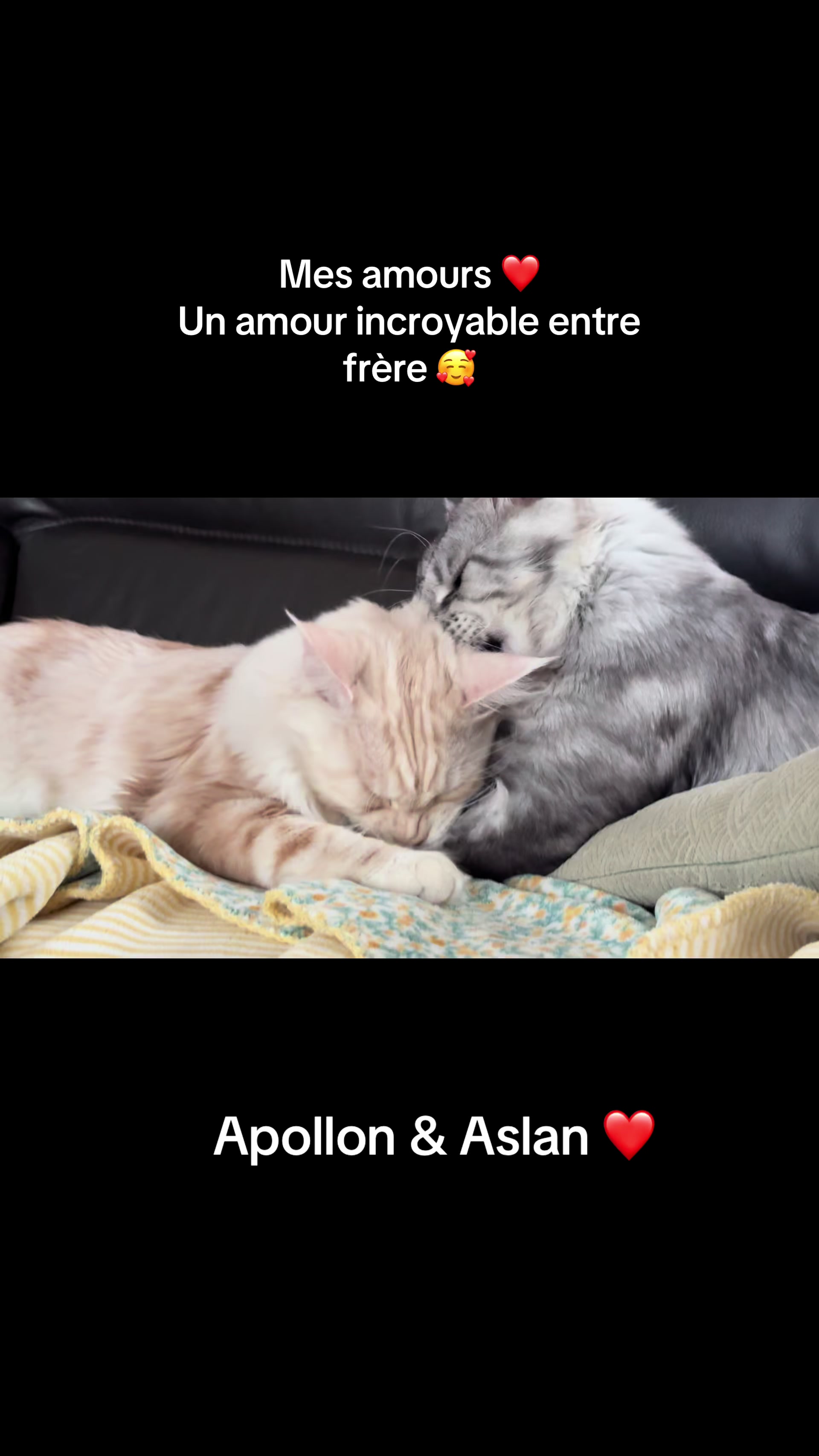@Kenzo petit cœur 💖