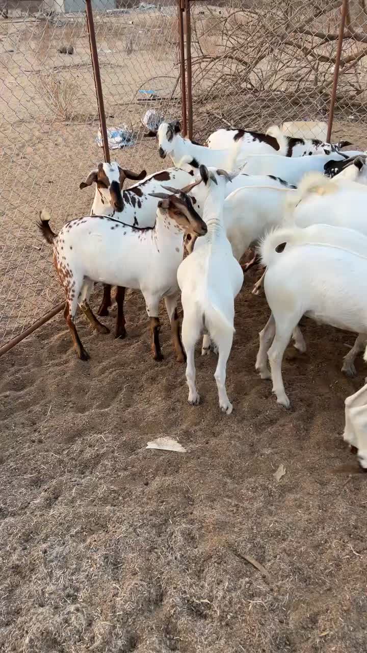 @محمد