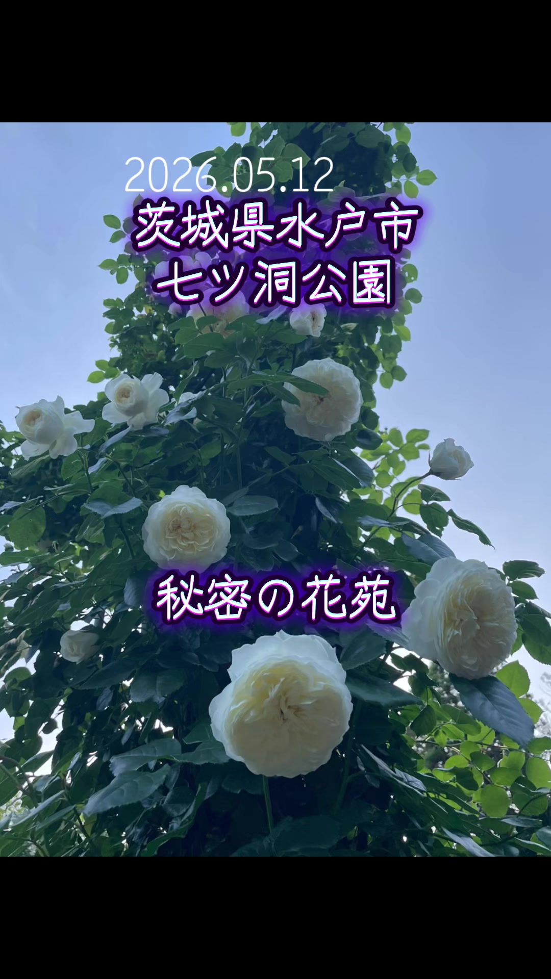@ちゅっぱチャップス