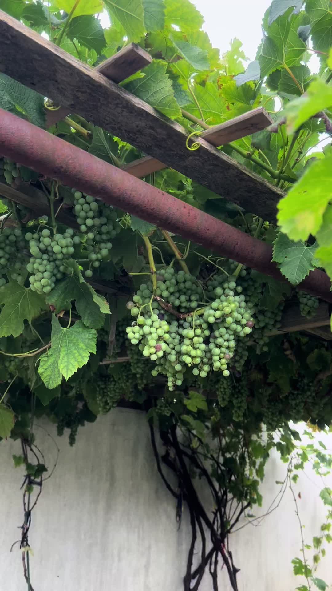 @كجا شنكالي🌾🦚