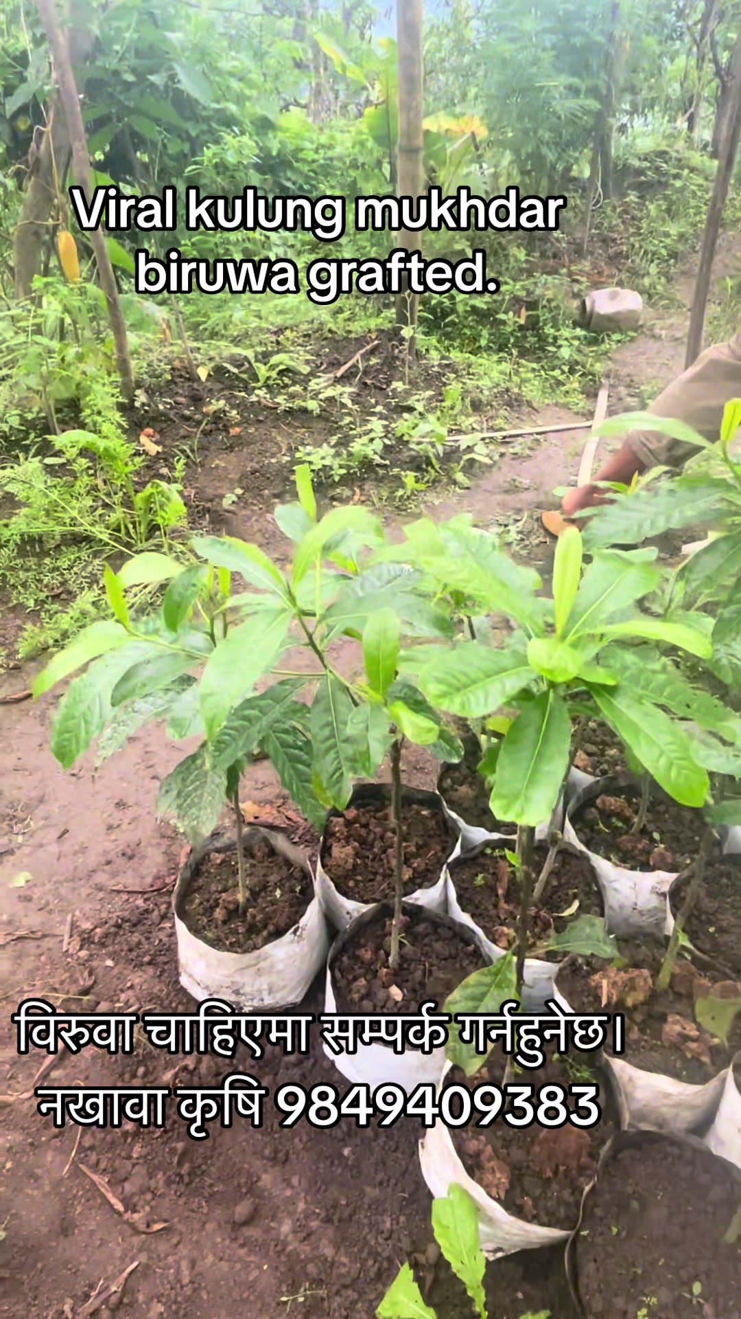 @नखावा कृषि(Nakhawa Krishi)