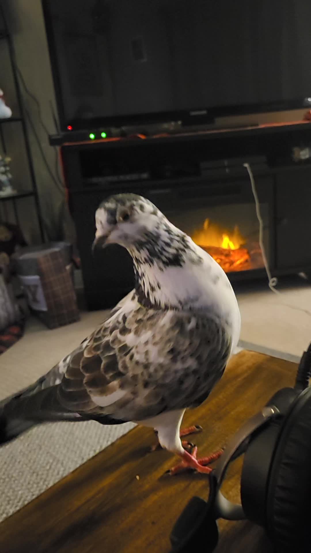 @prettypigeon