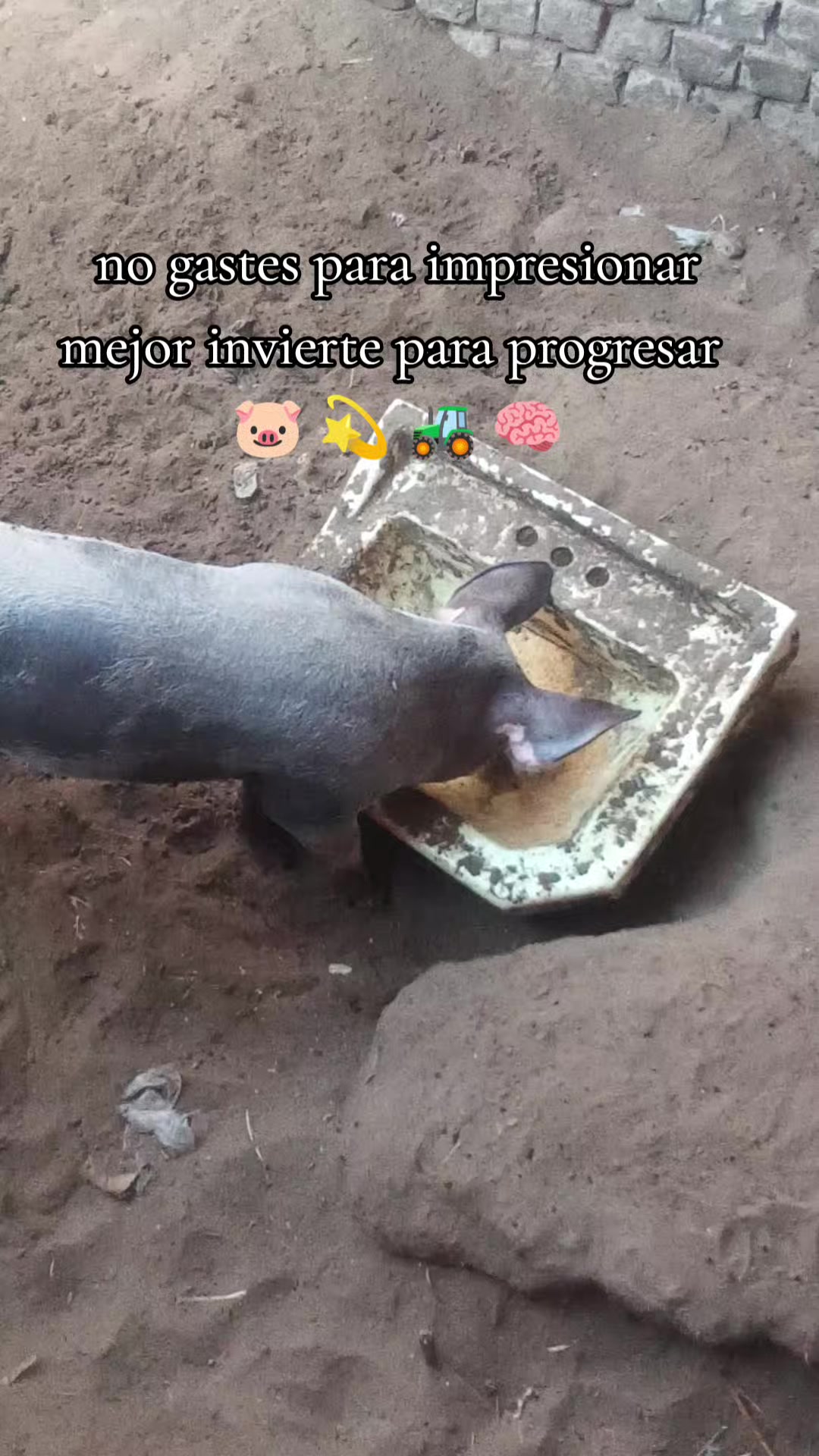 @BRAYAN .R. 🐷