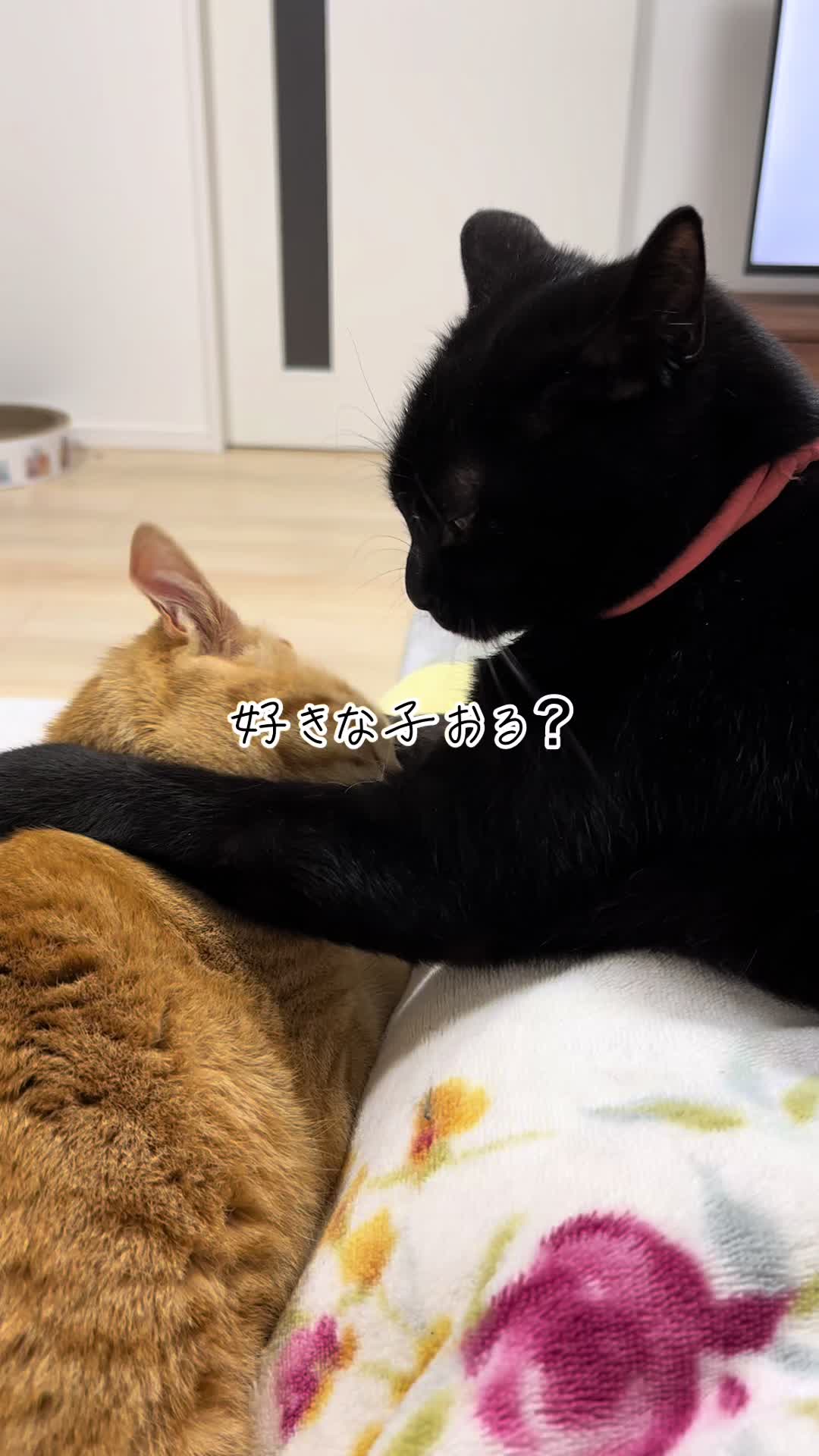 @くろねこ🐈⬛🩶🐈🤍