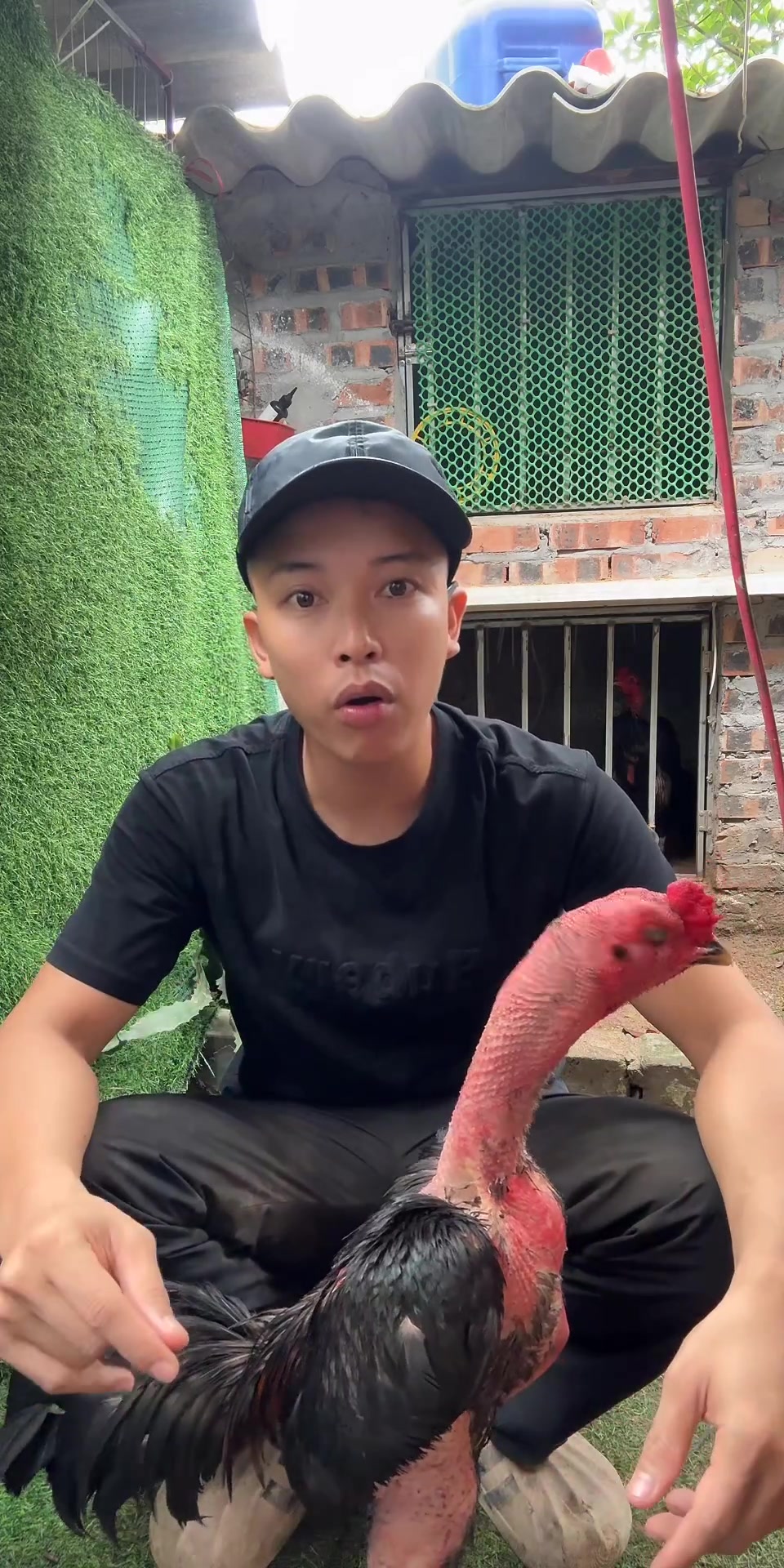 @Thuần Gà Chọi