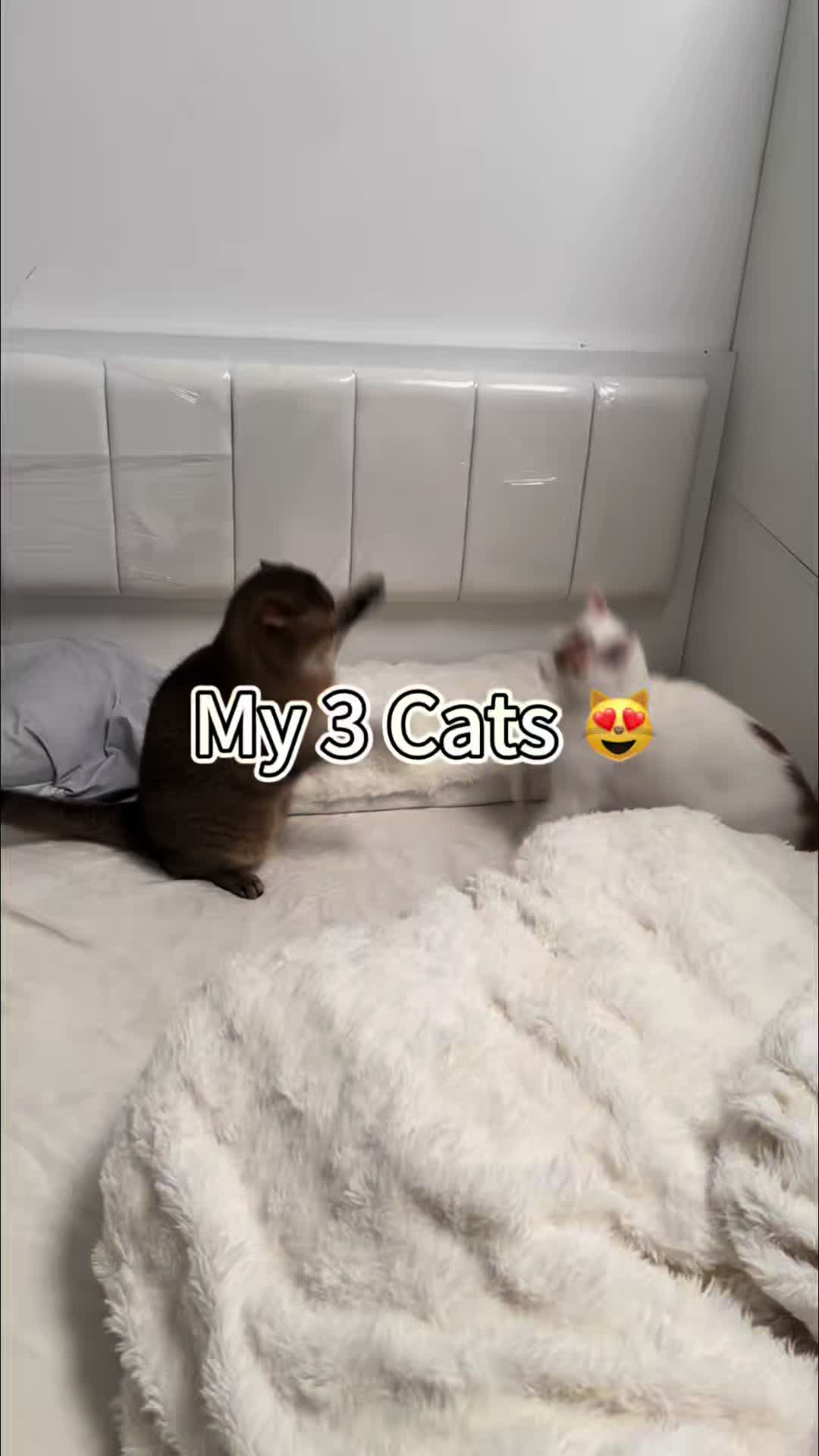 @3 Cats 1 Braincell