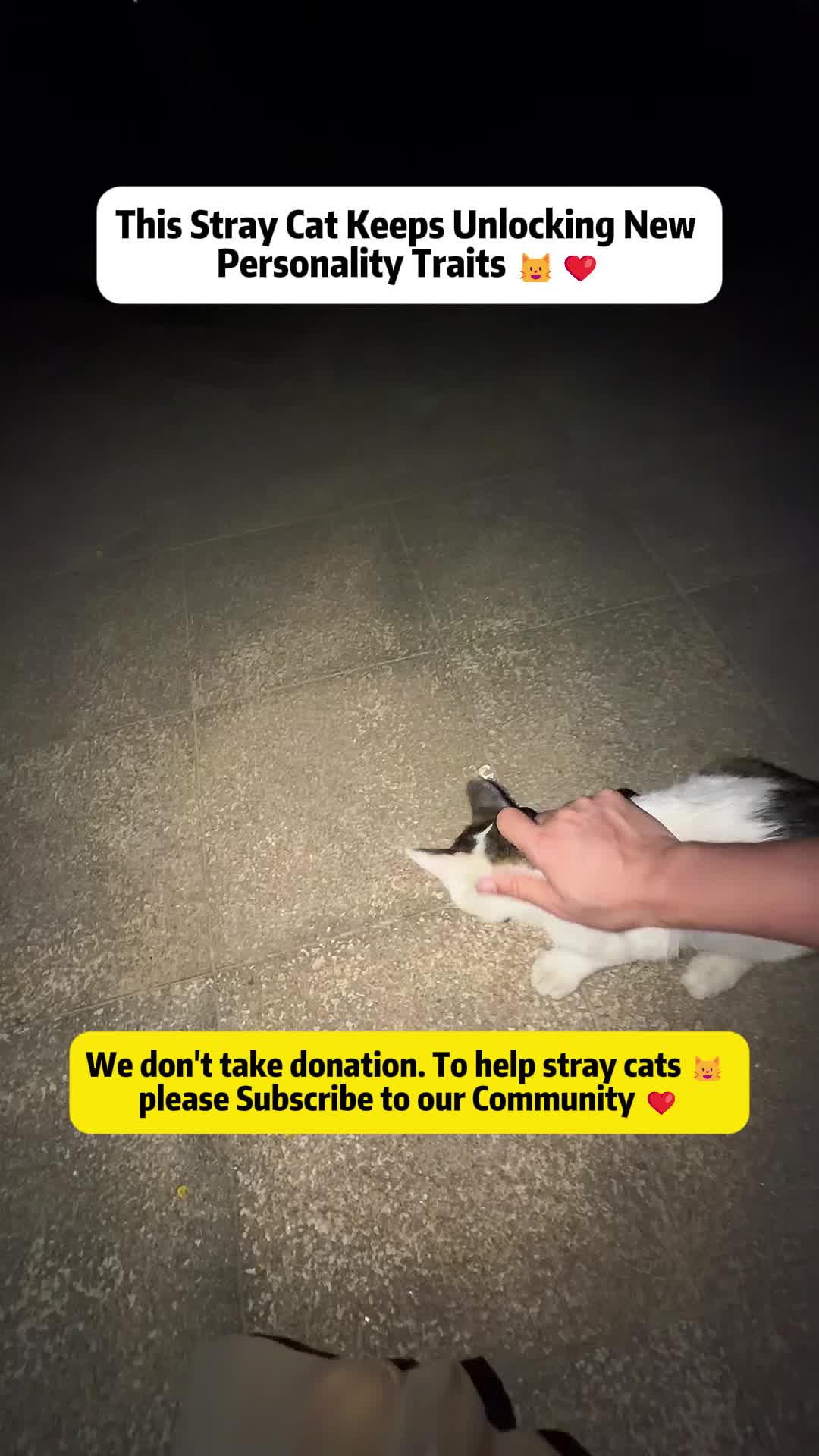 @Stray Cat Talkz
