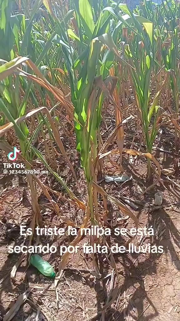@siltepec sv