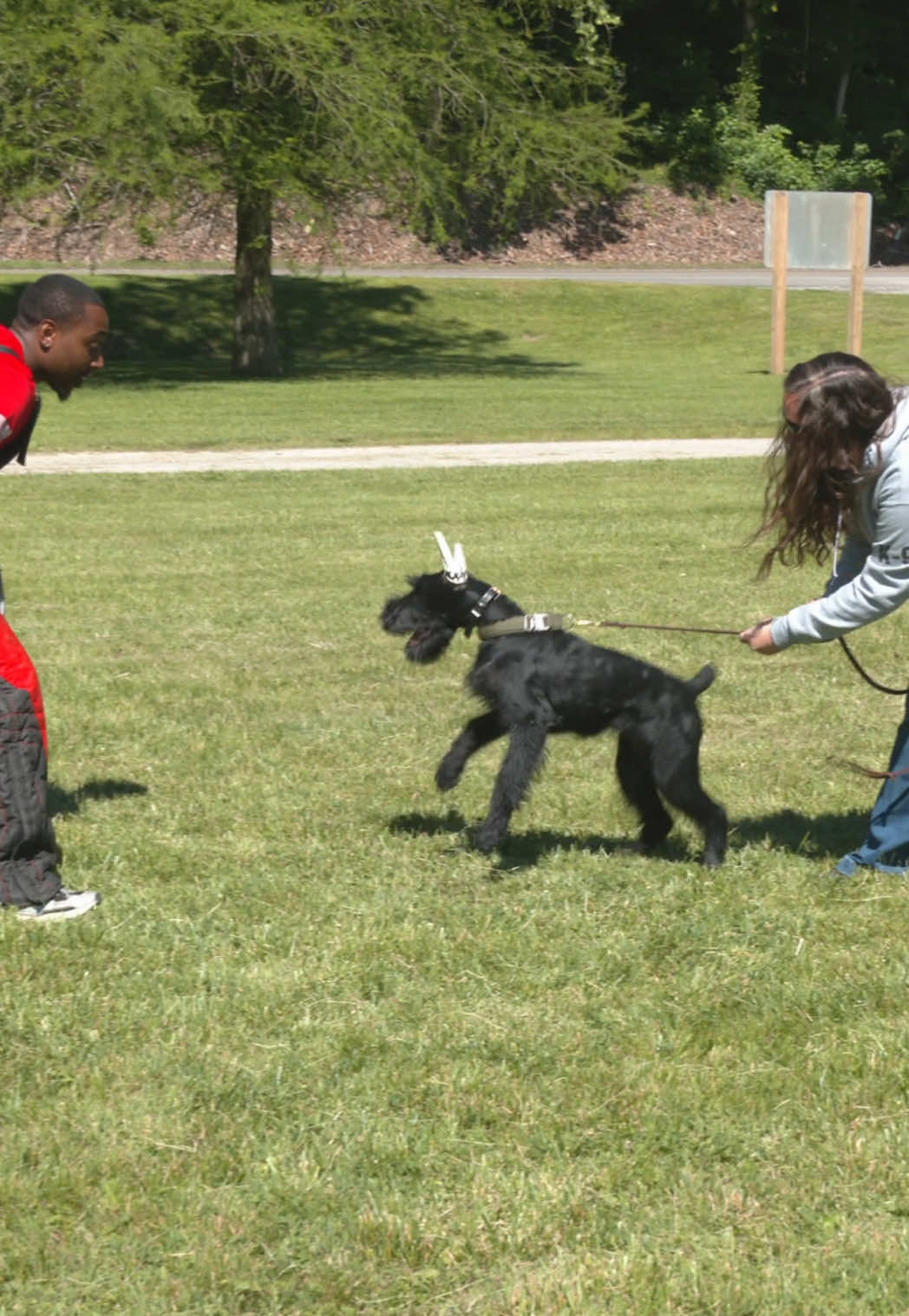 @Protection Dog Sales