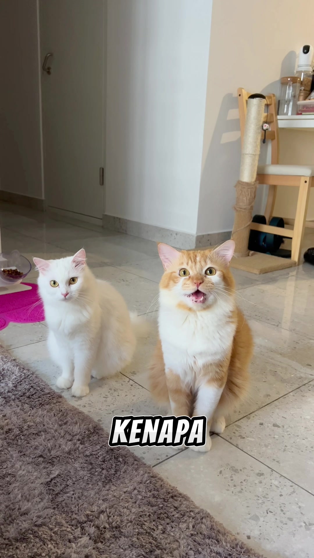 @nekokeikochan