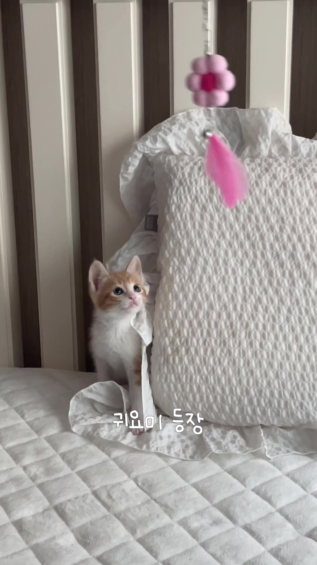 @콩이누나