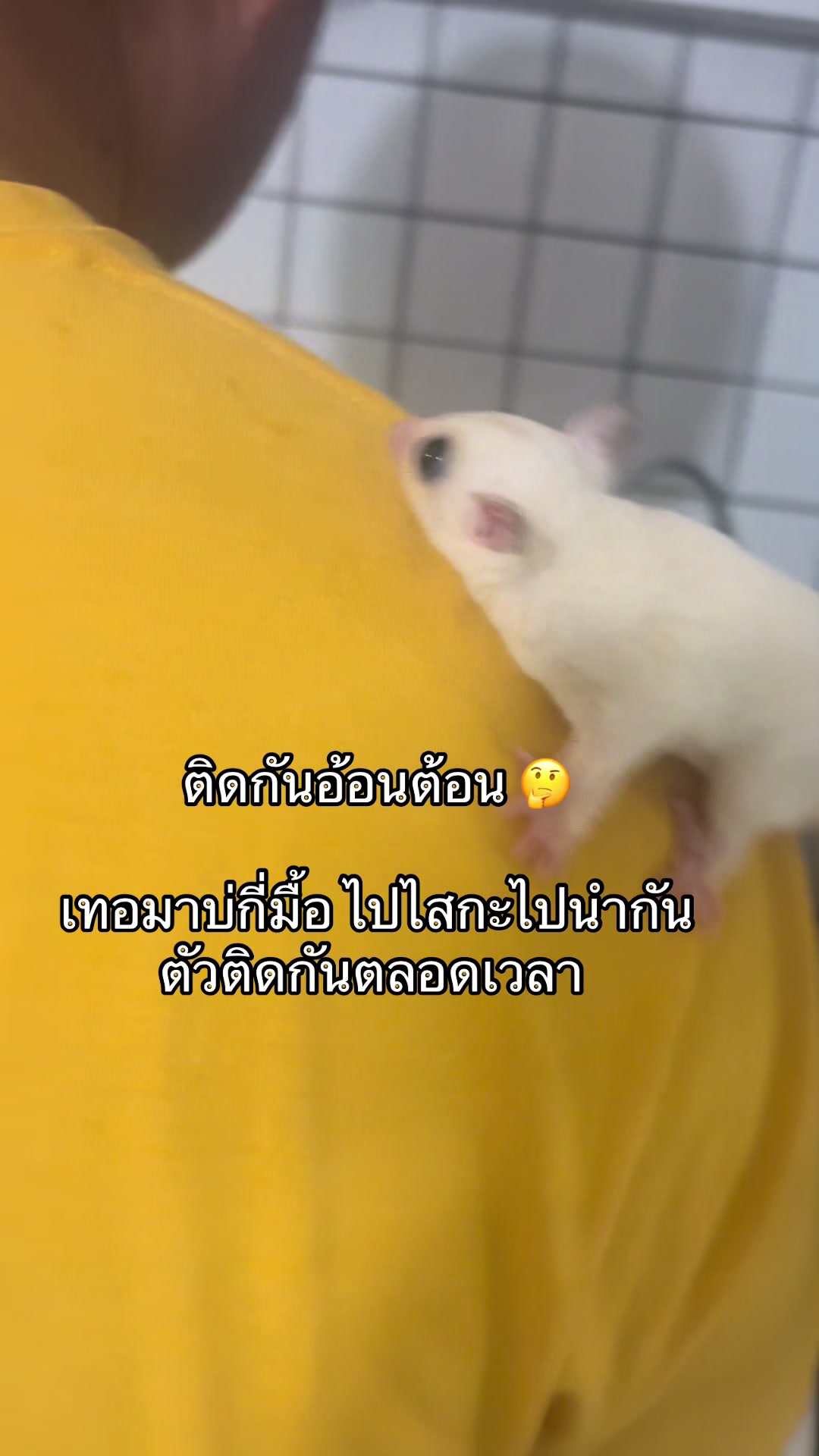 @Phuangprakaikaeo