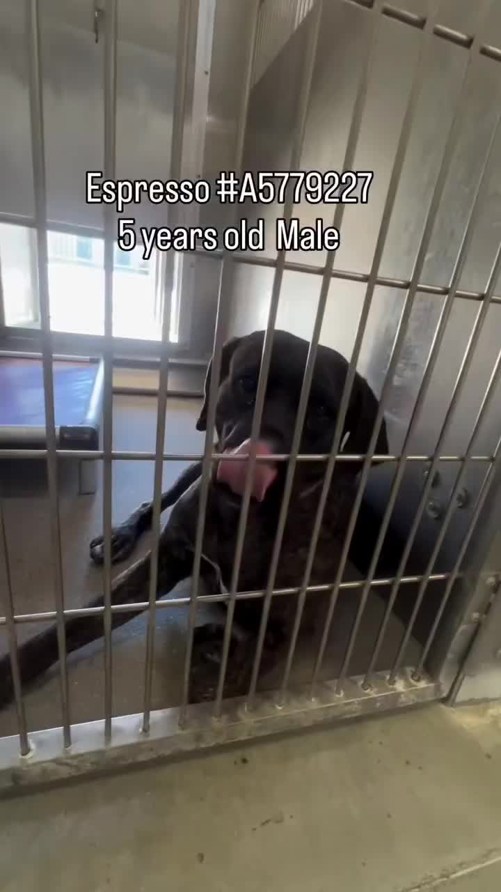 @Cane Corsos