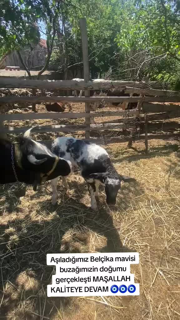 @sakip ekşi ( Deva Vet)