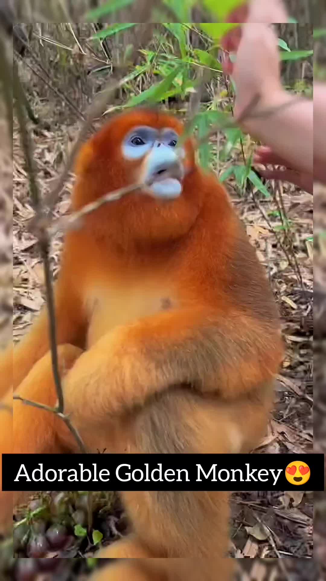 @Daily Monkey Fun