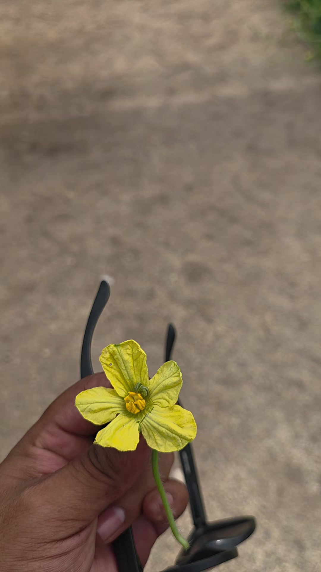 @El Extensionista del Agro