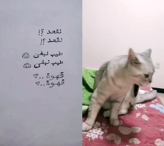 @هششّو.- 🎻🖤