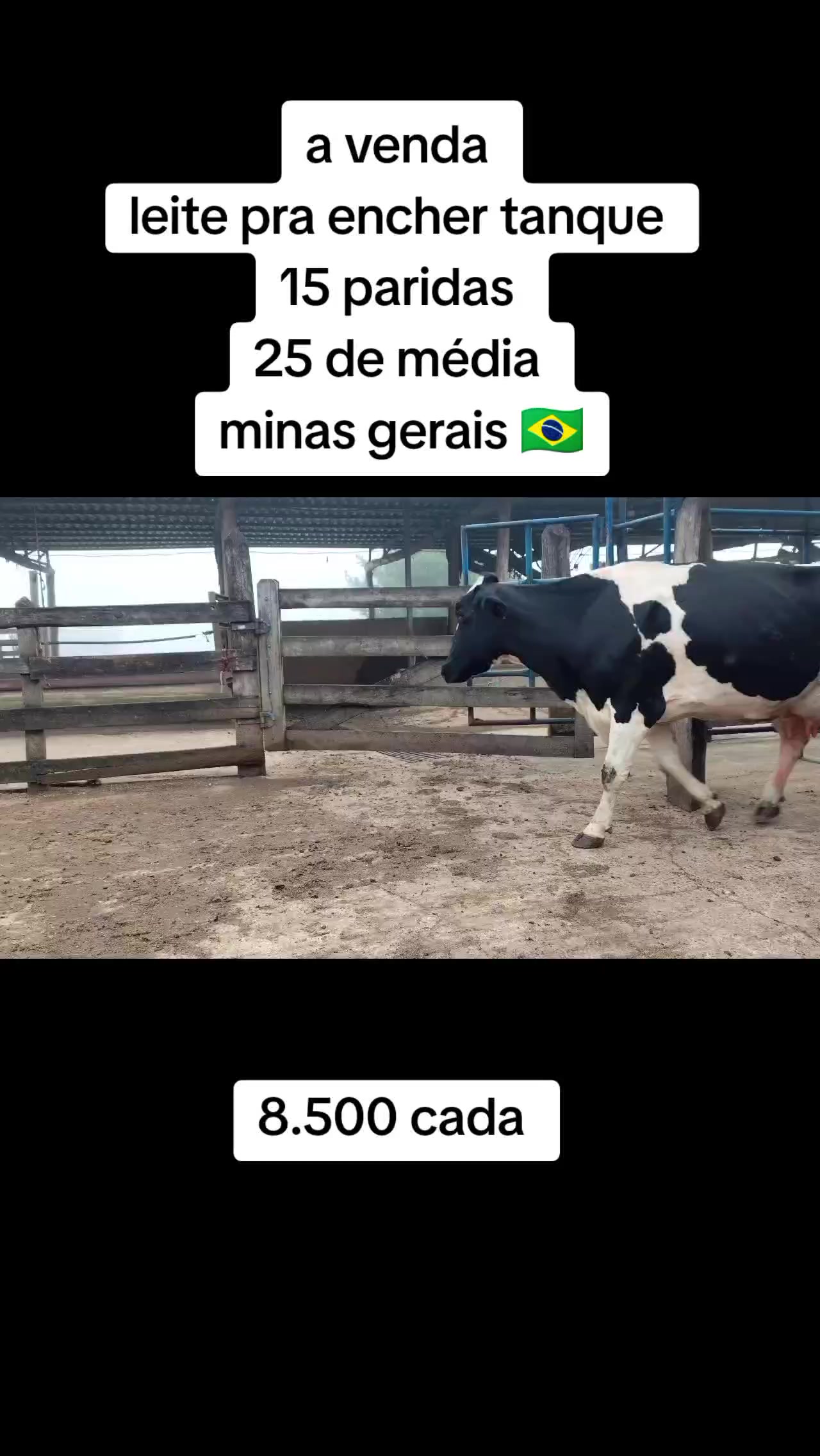 @marketing_do_gado