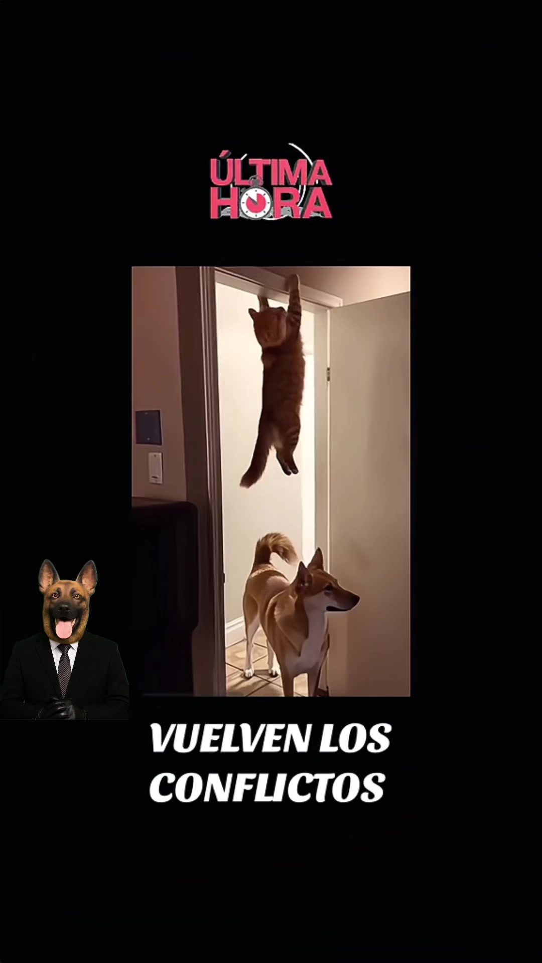 @FIRULAIS