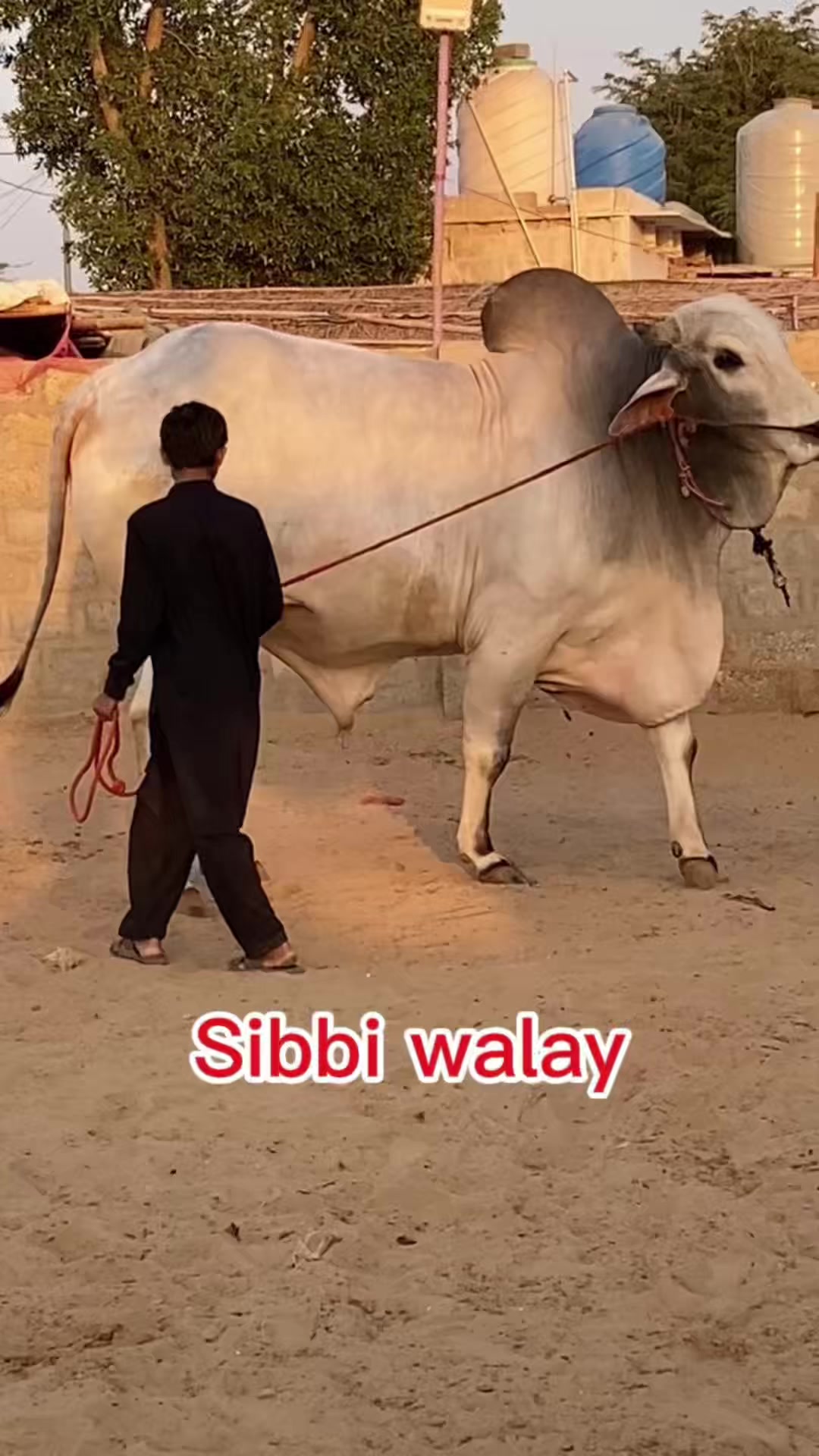 @Karachi Bull lovers