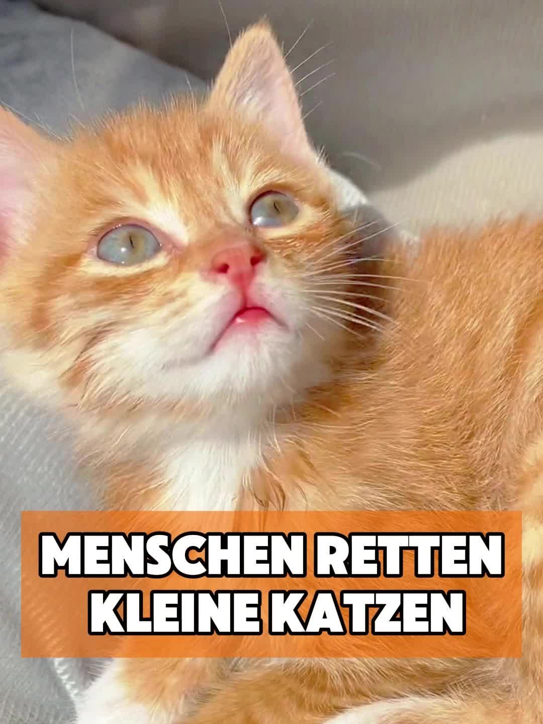 @toto_tier