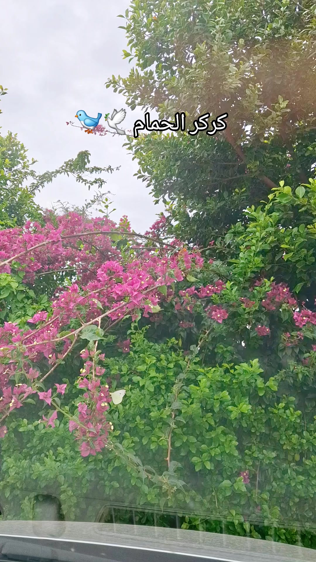 @المنظر الجميل 🌴🌻