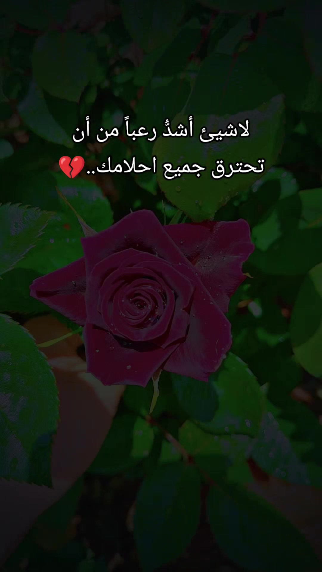 @عبير الورد🍃❤️
