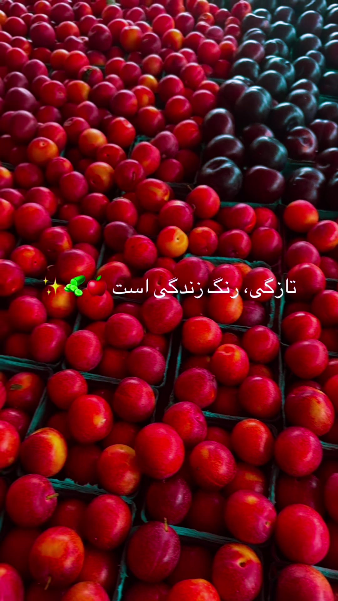 @🌸
