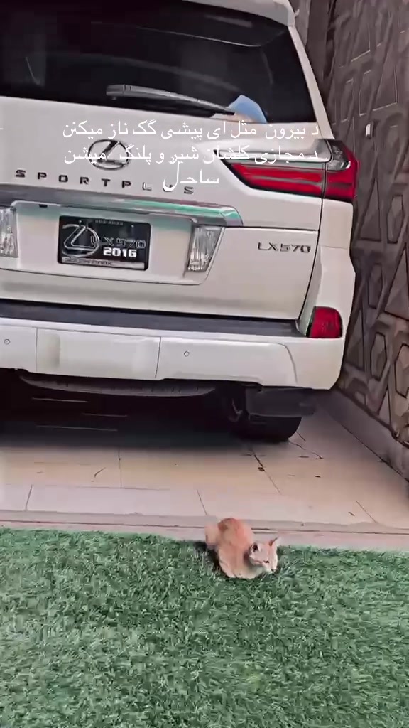 @ساحـلࣿ