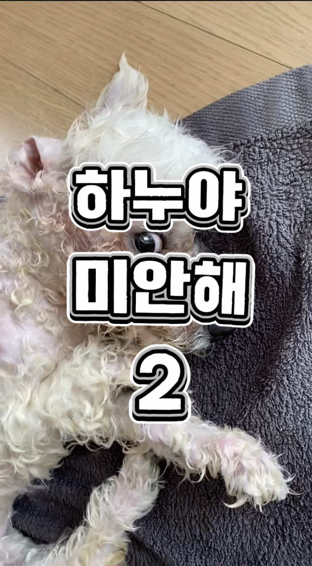 @한조니 Shelly
