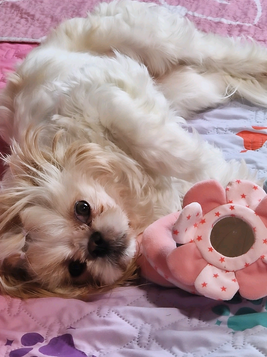 @🌸🐾꧁ 𝒮𝒶𝓃𝓃𝒾 ꧂🐾🌸