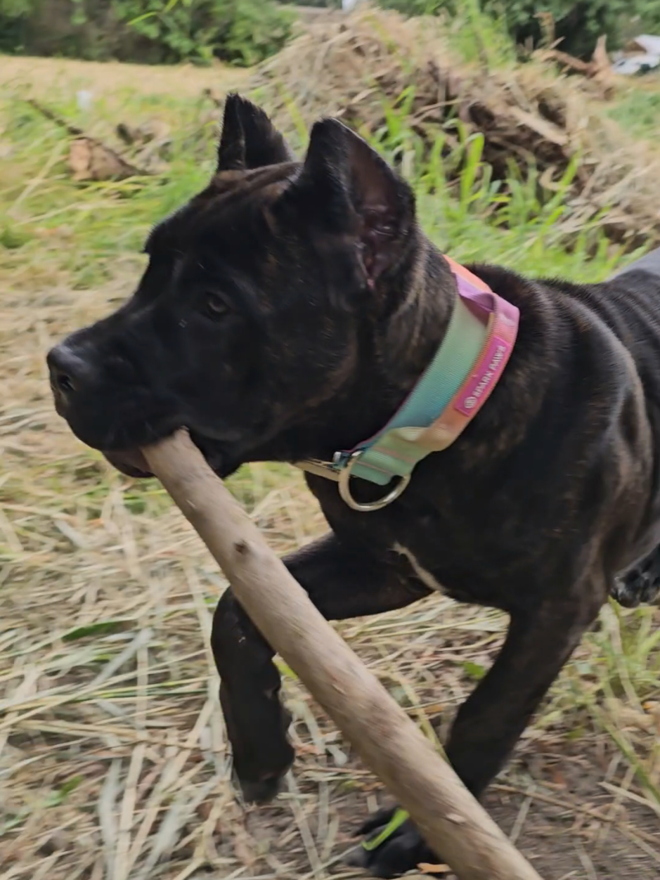 @SalmonCreekCaneCorso