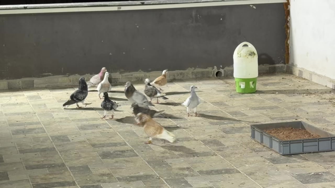 @Mustafa Korkutan