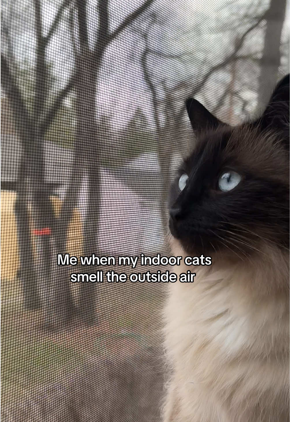 @Nyla the Cat 😼✨