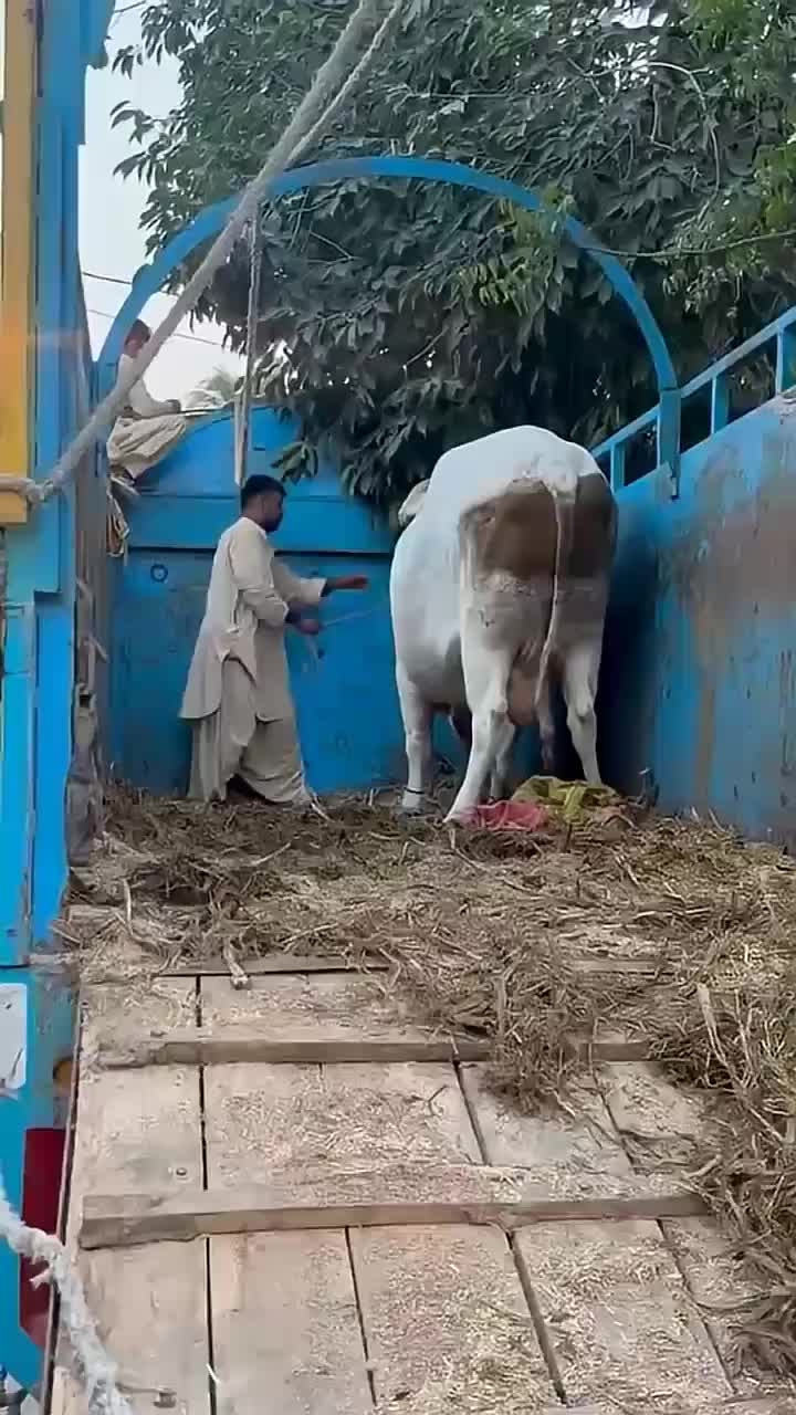 @Karachi Bull lovers