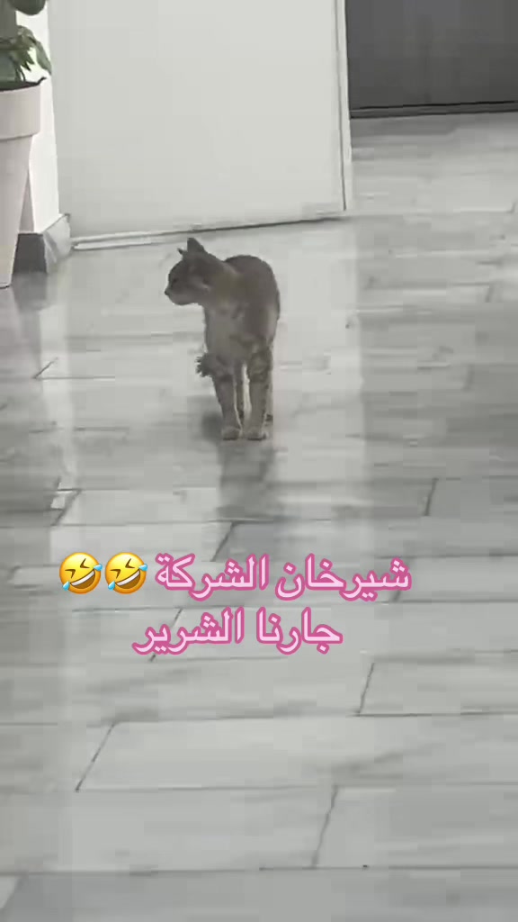 @Shayma HellCat