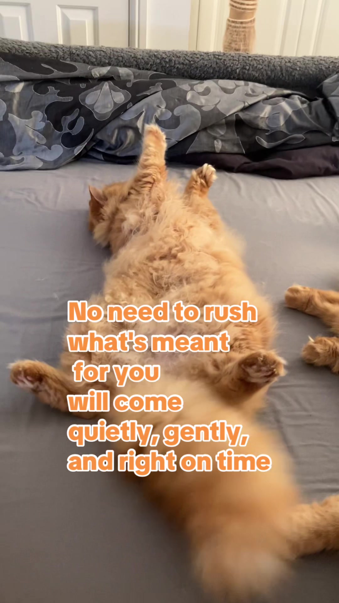 @My 5 cats
