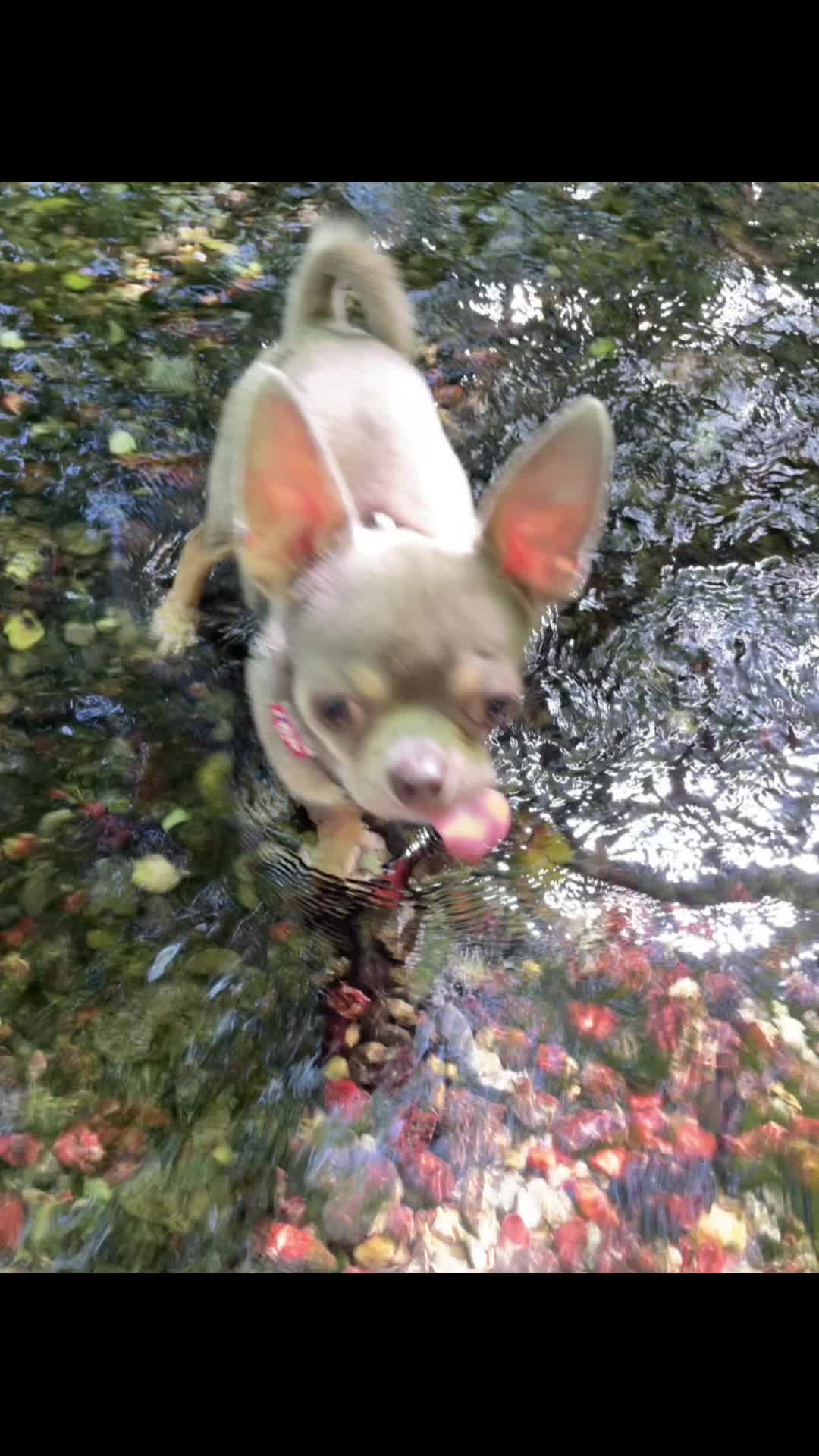 @Mr Roger Chihuahua