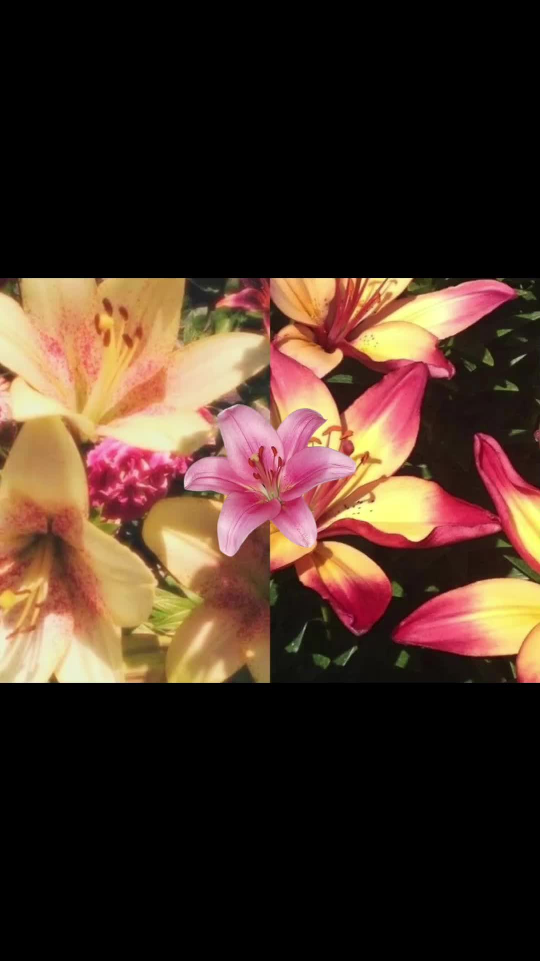 @krabbypatty123