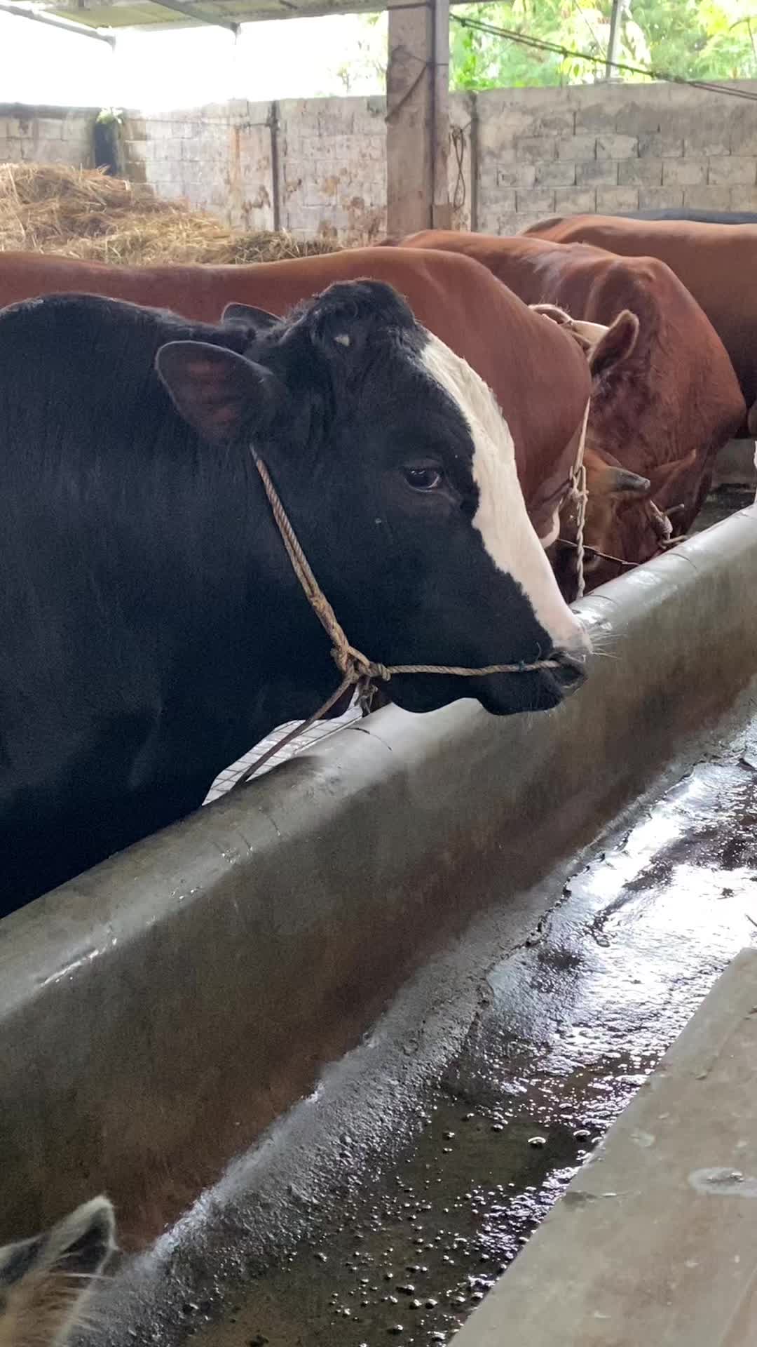 @KANDANG NDESO