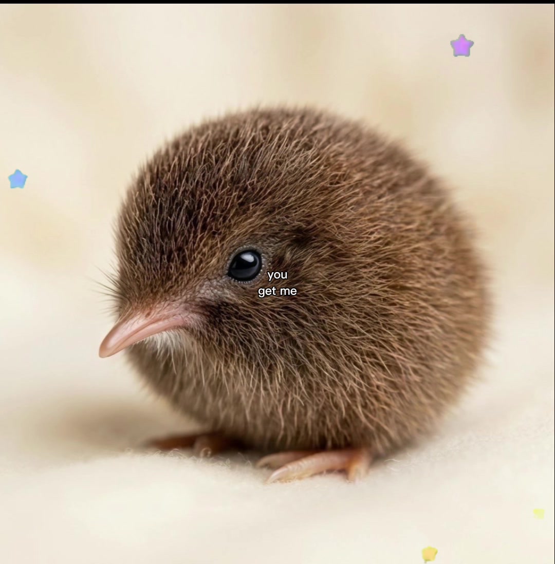 @The kiwi bird