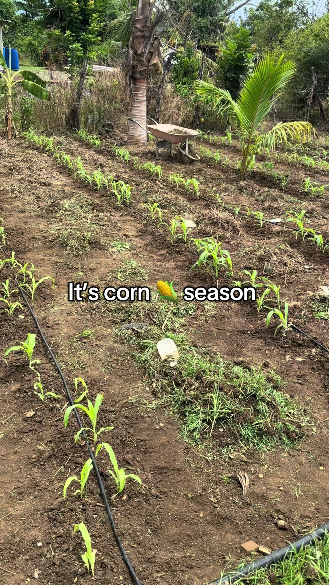 @KK Farm Fresh LTD.🇯🇲